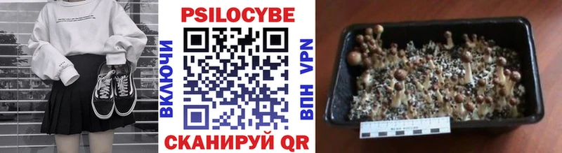 Галлюциногенные грибы Psilocybine cubensis  купить наркотик  Балахна 